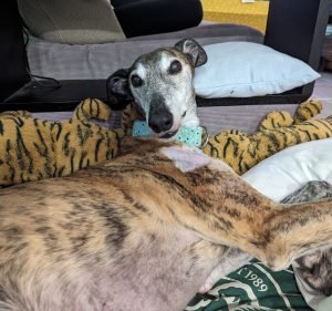 Vets on Balwyn Pet care service in Balwyn North