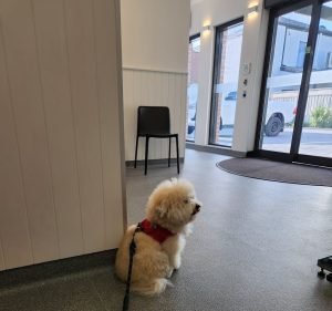 Paws at Prospect Vet Pet care service in Prospect