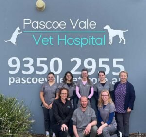 Veterinary Clinics in Melbourne Australia Pascoe Vale Veterinary Hospital