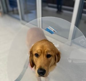 AdelaideVet Goodwood Road Pet care service in Westbourne Park