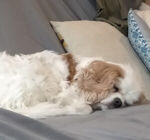 Veterinary Clinics in Melbourne Australia Heritage Veterinary Clinic