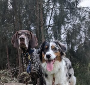 Ivanhoe East Veterinary Hospital Pet care service in Ivanhoe East