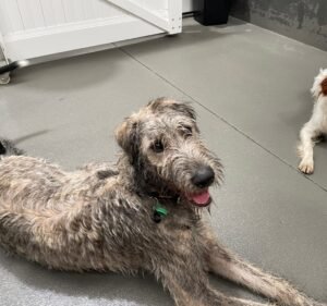 Paw Patrol Pet Care Pet care service in North Geelong