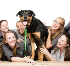 Pet Care Services in Melbourne Australia Swan Street Vet