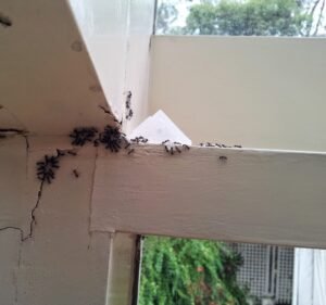 Pest Control Services in Melbourne Australia PestAway
