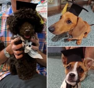 Greensborough Veterinary Hospital
