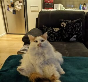 Veterinary Clinics in Melbourne Australia Epsom Road Vet