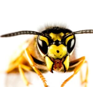 Pest Police Australia