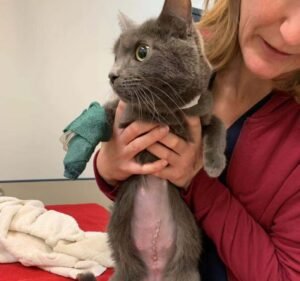 Heritage Veterinary Clinic Pet care service in Coburg