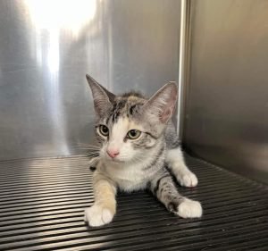  Katherine Vet Care Centre