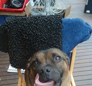 Our Vet Richmond Pet care service in Richmond