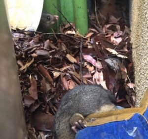 Pest Control Services in Melbourne Australia 1800POSSUMS - Possum Removal