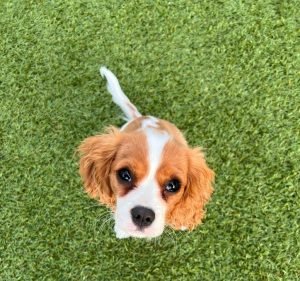 Curtin Veterinary Clinic Pet care service in Curtin