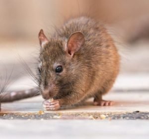 Pest Control Services in Victoria Australia Dandenong Pest Control Pty Ltd