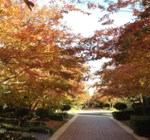 Landscaping Services in South Yarra Australia Church Street Garden Services
