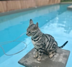 Canberra Veterinary Hospital Pet care service in Lyneham