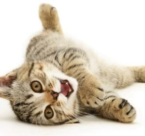 Pet Care Services in Melbourne Australia Cat Boarding Melbourne