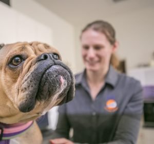 Fulham Gardens Animal Hospital - Pets and their People Pet care service in Fulham Gardens