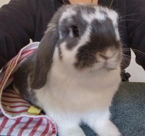 Adelaide Bird & Exotics Vet Centre Pet care service in Richmond