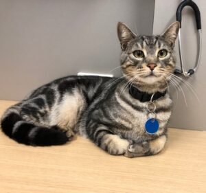 Ripponlea Veterinary Hospital Pet care service in Ripponlea