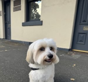 Bark Road in West Melbourne
