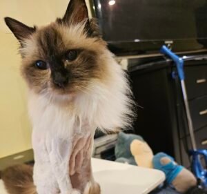 Reservoir Veterinary Clinic Pet care service in Reservoir