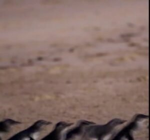 Phillip Island Tours - Best Penguin Parade Tours from Melbourne Travel in Melbourne