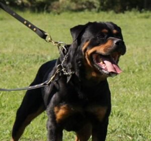 Security Services in Victoria Australia Security Guard Hire - GM Group Services