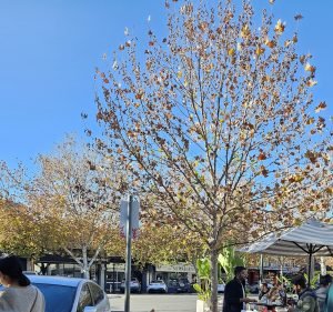  Mascavado Café & Pâtisserie