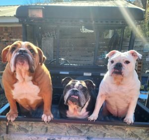 Balwyn Veterinary Surgery Pet care service in Deepdene