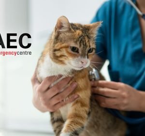 Veterinary Clinics in Victoria Australia Animal Emergency Centre - Mt Waverley