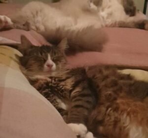 Direct Vet Services Pet care service in Point Cook