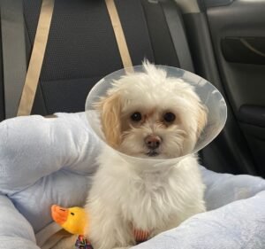Glenroy Vet Clinic Pet care service in Glenroy