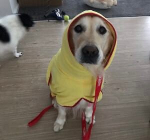 Clyde Veterinary Hospital Pet care service in Clyde North