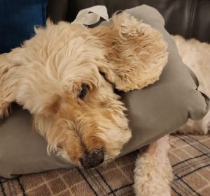 Hawthorn Veterinary Clinic Pet care service in Hawthorn