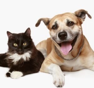 Veterinary Clinics in Melbourne Australia Brunswick Central Vet Clinic