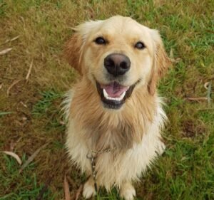 Pet Care Services in Victoria Australia Yarra Valley Pet Resort