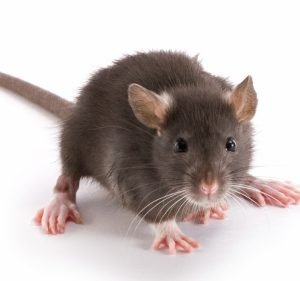 Concerned Pest Control Sydney Pest control service in St Clair