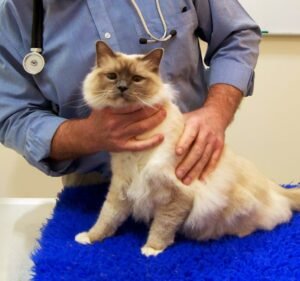 Our Vet Point Cook Pet care service in Point Cook