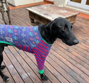 Epsom Road Vet Pet care service in Ascot Vale