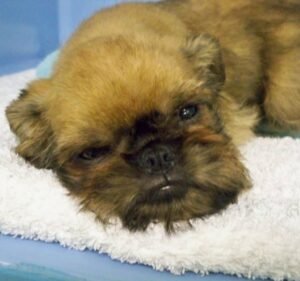 St Albans Veterinary Clinic Pet care service in St Albans