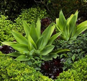 Landscaping Services in Victoria Australia Van Leeuwen Green Horticultural Services