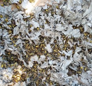 Pest Control Services in Melbourne Australia The Bee Wrangler