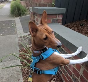 Glen Iris Upper Veterinary Clinic Pet care service in Glen Iris