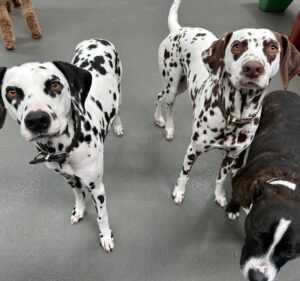 Pet Care Services in Victoria Australia Paw Patrol Pet Care