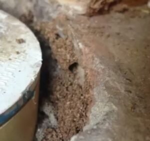 Neighbourhood Pest Control Pest control service in Sunshine North