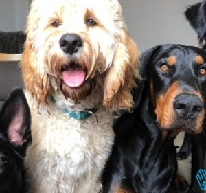 Pet Care Services in Melbourne Australia PetsOnMe