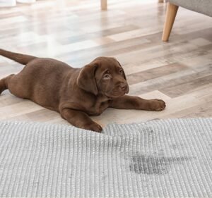 Carpet Cleaning Services in South Yarra Australia Pet Stain Remover | Best Carpet cleaning | Best Pet Stain Carpet Cleaner Melbourne