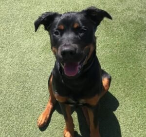 Urban Paws Pet care service in Yarraville