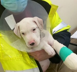 Essendon Veterinary Clinic Pet care service in Essendon